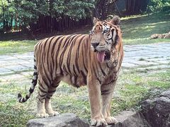 -深圳野生动物园