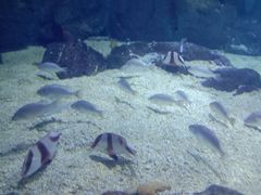 -烟台海昌鲸鲨海洋公园