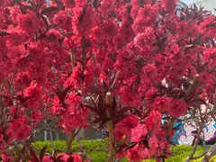 -南宫五洲植物乐园