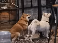 -柴犬高等学院·狗咖·柴犬售卖·宠物训练