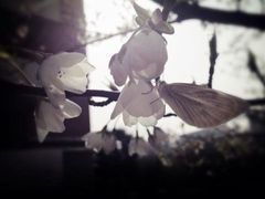 蝴蝶和花-中国计量大学(西校区)