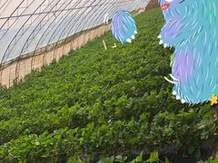 -昌平兴寿秀秀草莓采摘园