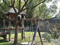 -上海野生动物园