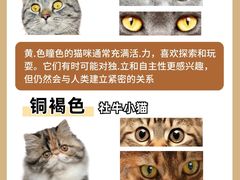-翊宠yipet猫狗购宠庄园犬舍•猫舍