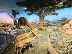 -国家自然博物馆