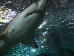 -悉尼海洋生物水族馆