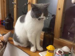 -豆老板的猫咖啡(碑林博物馆店)