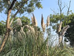 -白鹭湾湿地公园