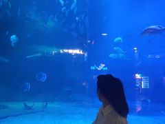 -烟台海昌鲸鲨海洋公园