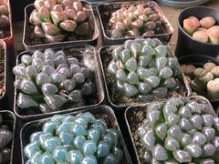 -金科花卉市场