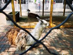 -长白岛森林公园