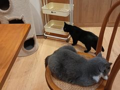 -是阿柴呀！柴犬咖啡·爱喵喵猫咖