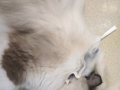 -藏猫猫咖啡主题馆(中央大道店)