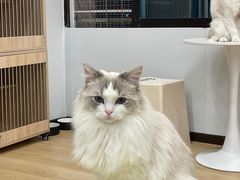 -有喵·猫咖·狗咖·30几只猫10只小狗(岗厦店)