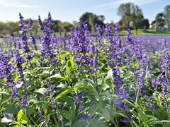 -南通洲际绿博园