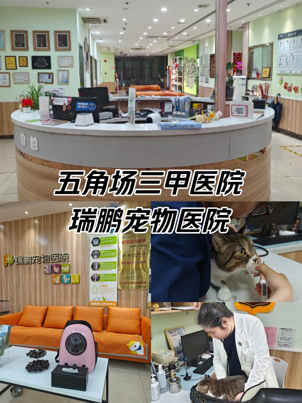 五角场宠物三甲医院