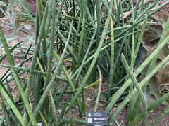 -昆明植物园