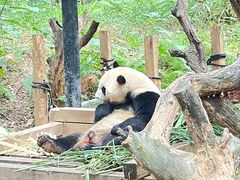 -广州长隆野生动物世界