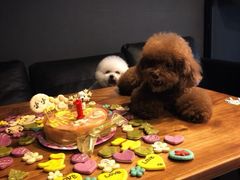 -百好乐宠物友好餐厅(朝外大街店)