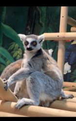 -Zoolung Zoolung动物主题公园(海信广场店)