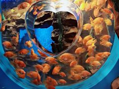 -芜湖新华联大白鲸海洋公园