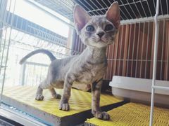 -山宅一喵德文卷毛猫舍