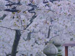 -苏州上方山国家森林公园