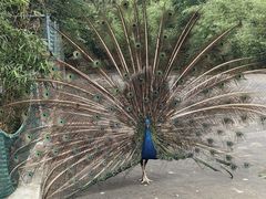 -西霞口神雕山野生动物世界