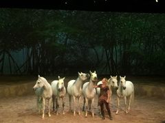 -cavalia·舞马