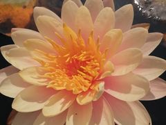 -华南国家植物园-售票处