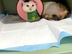 -半岛宠物医院24小时(西派城店)