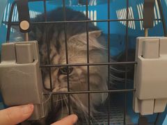 -瑞派·关忠动物医院·猫专科·犬专科(三环新城店)