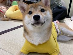 -逗柴咖啡屋·狗咖猫咖宠物桌游