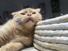 -藏猫猫咖啡主题馆(中央大道店)