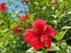 -河源万绿湖美思威尔顿酒店