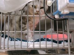 -瑞派·关忠动物医院·异宠专科·犬猫肿瘤·皮肤专科(望京店)