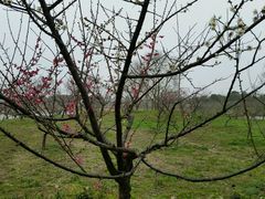 白粉双色梅花-上海海湾国家森林公园