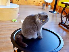 -猫的茶·猫咖