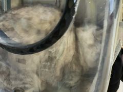 -芭比堂动物医院·心脏科·老年急重症·夜诊·吉雅分院