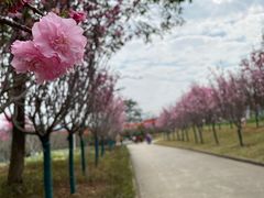 -天适樱花悠乐园