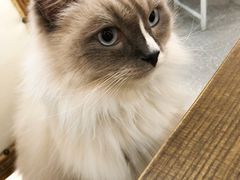-共舞时光猫咖·狗咖(新街口店)