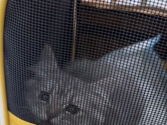 -艾贝尔宠物医院·24H转诊中心·肿瘤猫专科(江宁双龙店)