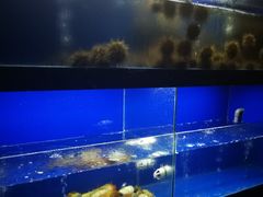 水产区-古京·臻致料理(月湖店)
