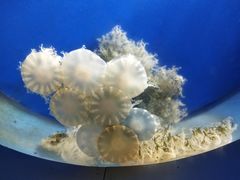 -泉城欧乐堡海洋极地世界