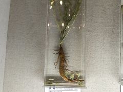 -青藏高原自然博物馆