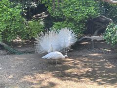 -广州长隆飞鸟乐园
