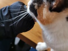 -平行世界·猫咖(首经贸店)
