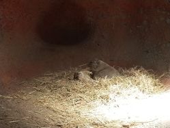 -酷嗒动物文化乐园(cutezoo西溪乐天城店)