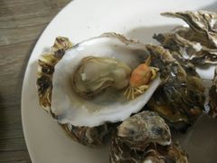 蒸海蛎子-景祥海鲜美食餐厅