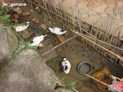 -福建土楼·永定景区-侨福楼